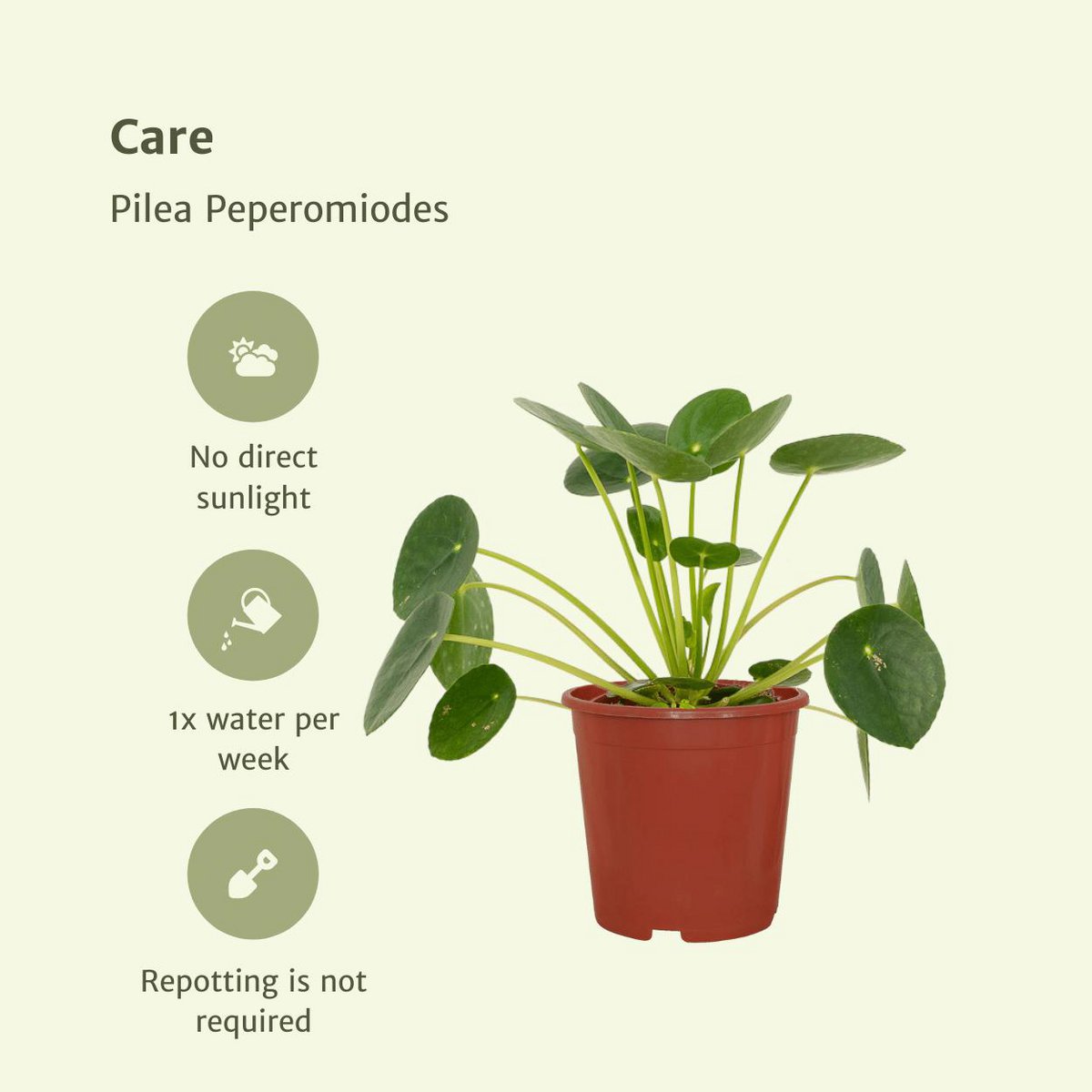 Pilea Peperomioides - Pancake plant - 2 pieces - ø12cm - ↕20cm