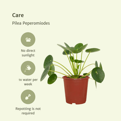 Pilea Peperomioides - Pancake plant - 2 pieces - ø12cm - ↕20cm