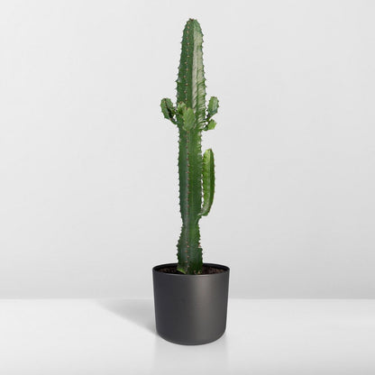 Euphorbia Acrurensis - Cactus - Ø17cm - ↕50cm