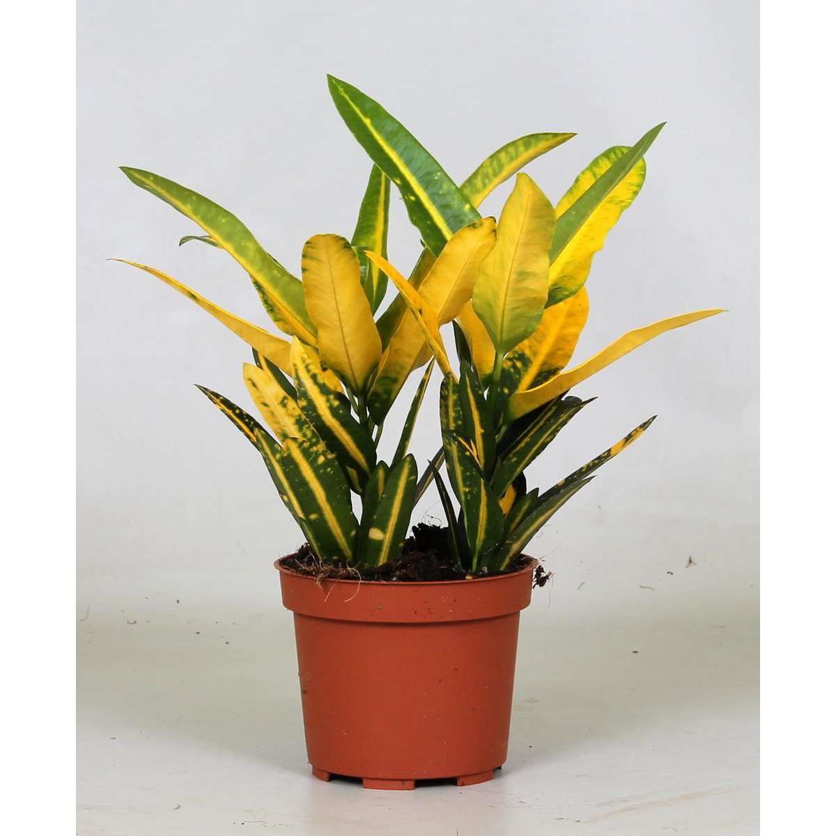 Croton Sunny Star - Ø12cm - ↕30cm