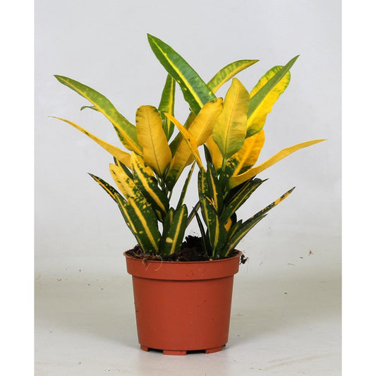 Croton Sunny Star - Ø12cm - ↕30cm