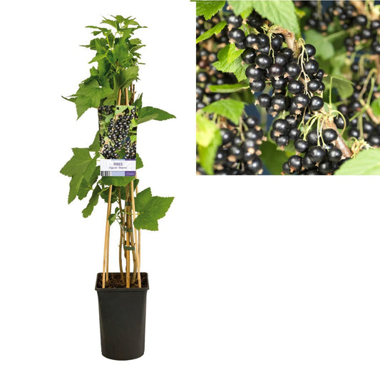 Ribes Nigrum 'Titania' +light Label | [P17-H75]