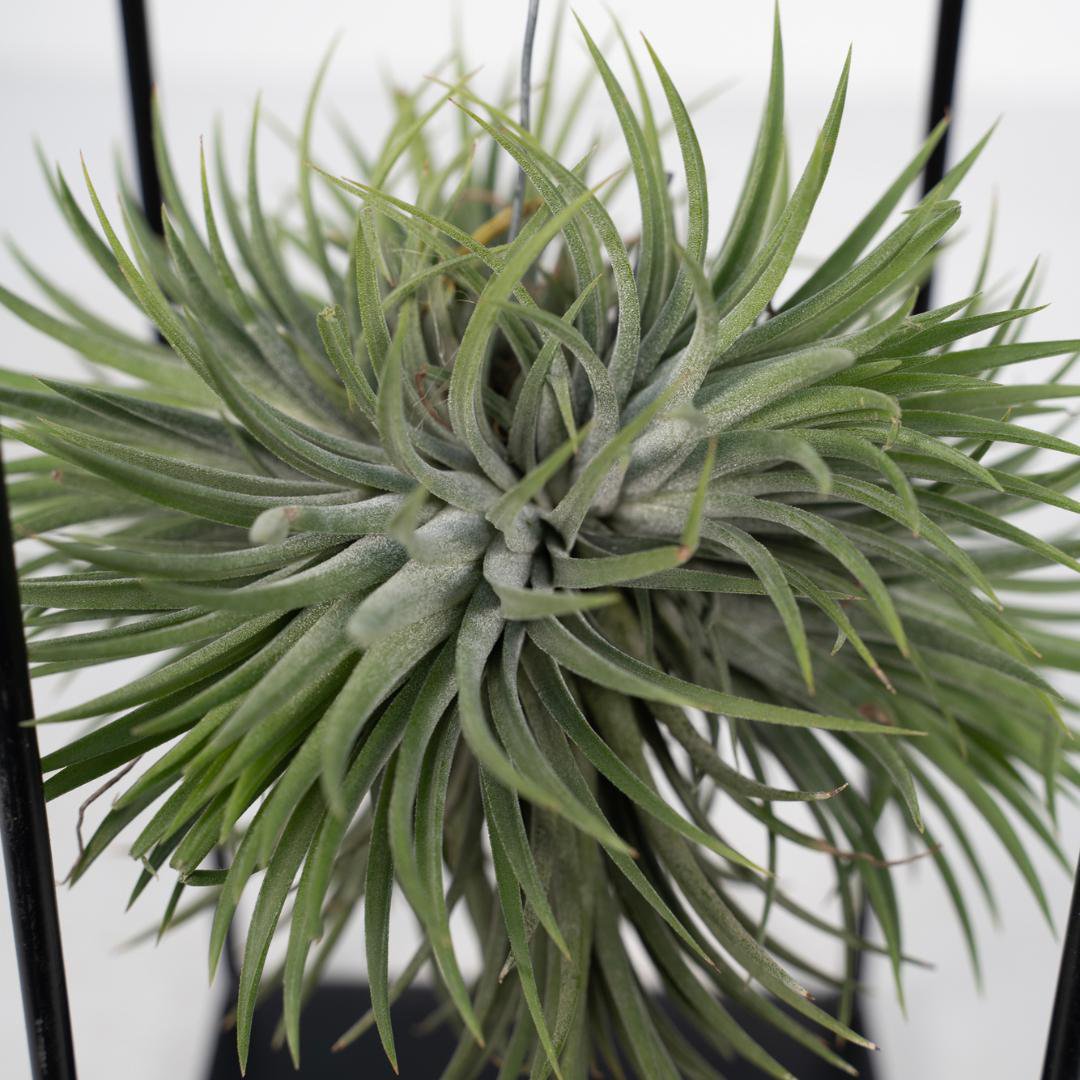 Tillandsia Cube Mix Large - Ø20cm - ↕35cm