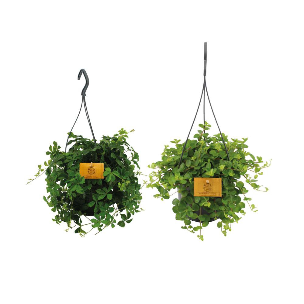 Hanging plant duo - 2 pieces - Ø15cm - ↕25cm