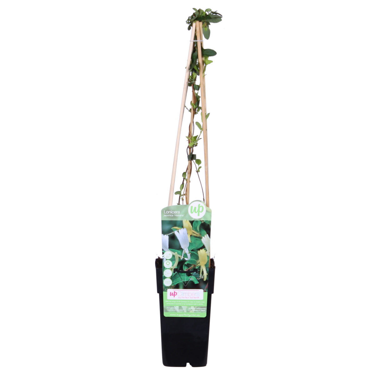 Lonicera japonica 'Halliana' - Ø15cm - ↕65cm