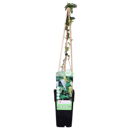 Lonicera japonica 'Halliana' - Ø15cm - ↕65cm