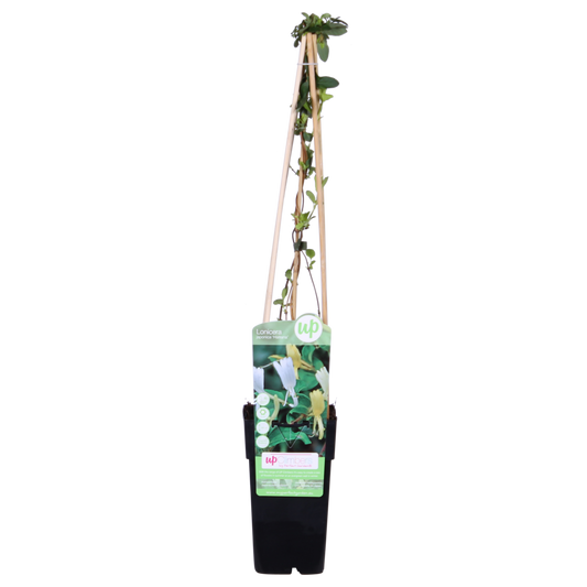 Lonicera japonica 'Halliana' - Ø15cm - ↕65cm
