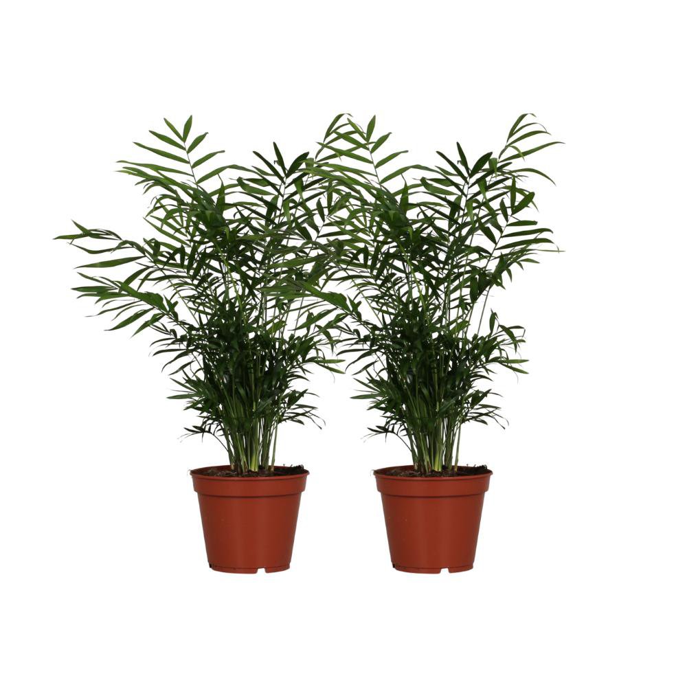 Chamaedorea Elegans - 2 pieces - Ø17cm - ↕55cm