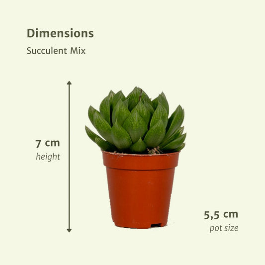 Succulent Mix - 10 pieces - Ø5.5cm - ↕7cm