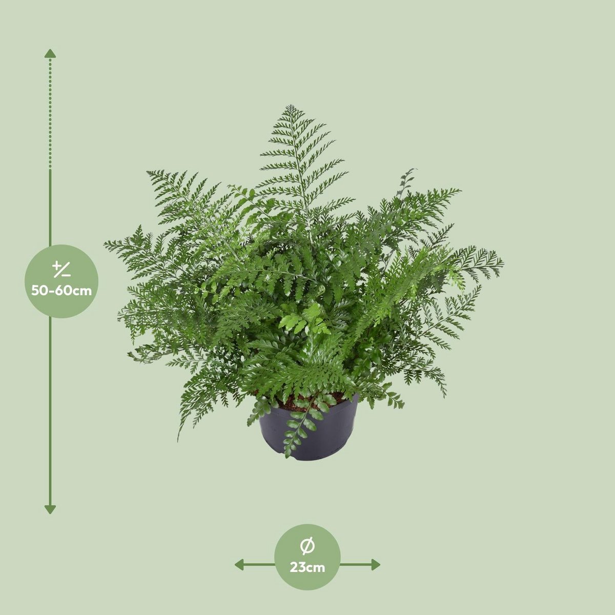 Asplenium Parvati | [P23-H55]
