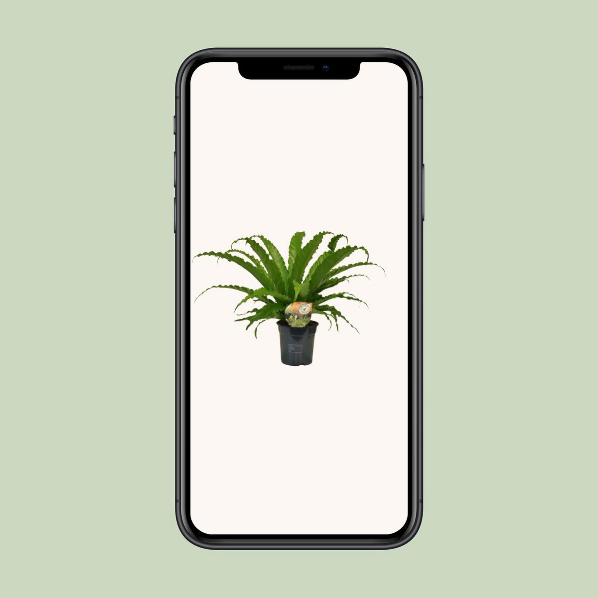 Asplenium Osaka | [P17-H40]