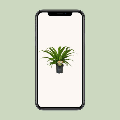 Asplenium Osaka | [P17-H40]