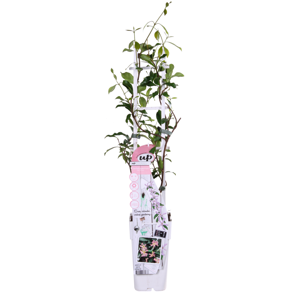 Trachelospermum 'Star of Ibiza' - ↕65cm - Ø15