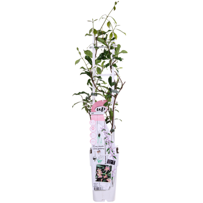 Trachelospermum 'Star of Ibiza' - ↕65cm - Ø15