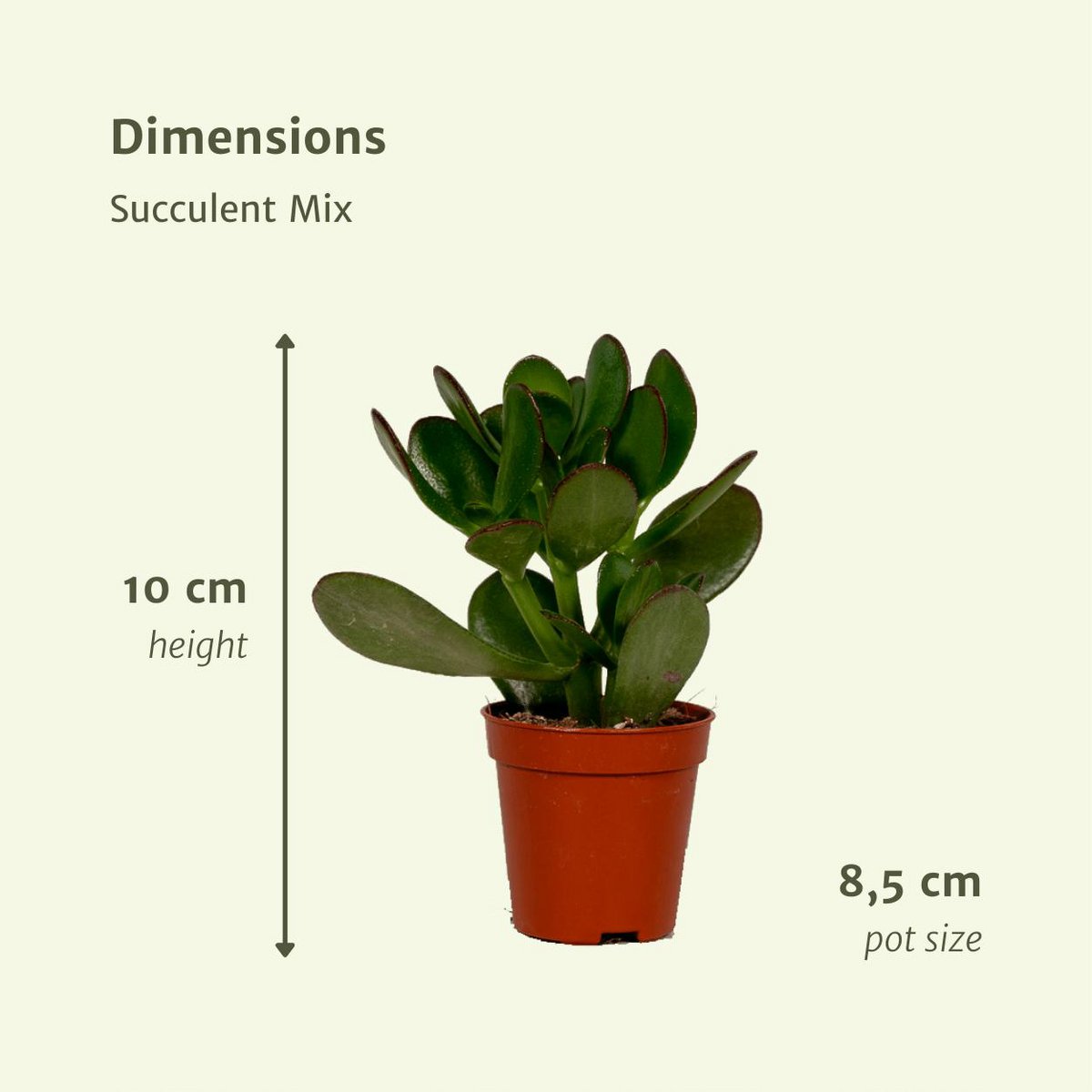 Everspring - Succulent Mix - 18 pieces - ø8.5cm - ↕10 cm