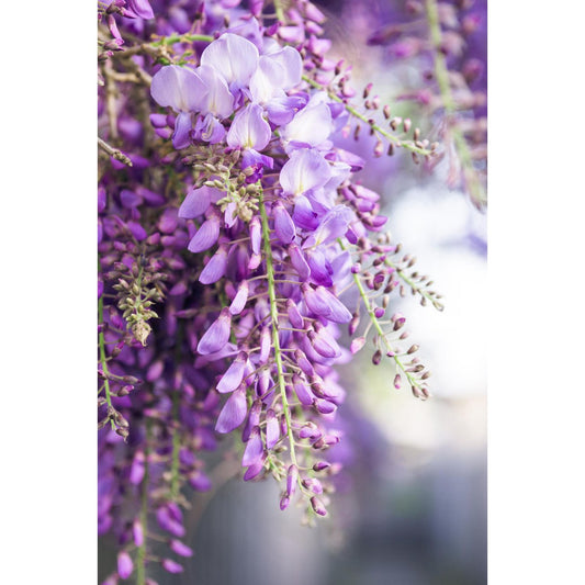 2x - Wisteria floribunda 'Naga Noda' - ↨65cm - Ø15
