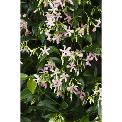 2x - Trachelospermum 'Star of Ibiza' - ↨65cm - Ø15