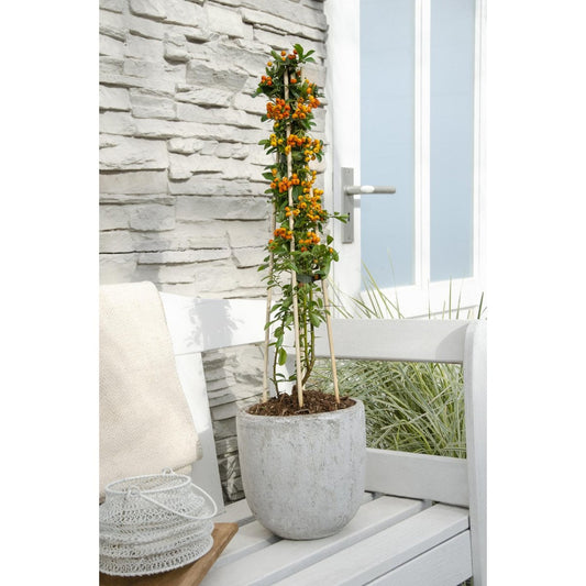 3x - Pyracantha 'Orange Glow' - ↨65cm - Ø15