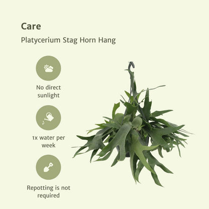 Platycerium Staghorn Hang - Staghorn fern - Ø21cm - ↕50cm