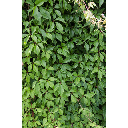 3x - Parthenocissus q. var. 'Engelmannii' - ↨65cm - Ø15