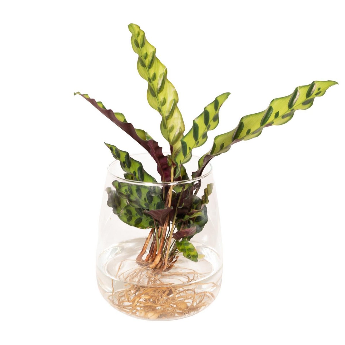 Calathea Insignis in Kingston glas - ø12cm - ↕30cm