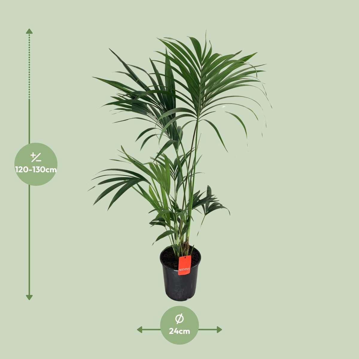 Howea Forsteriana - Ø24cm - ↕130cm
