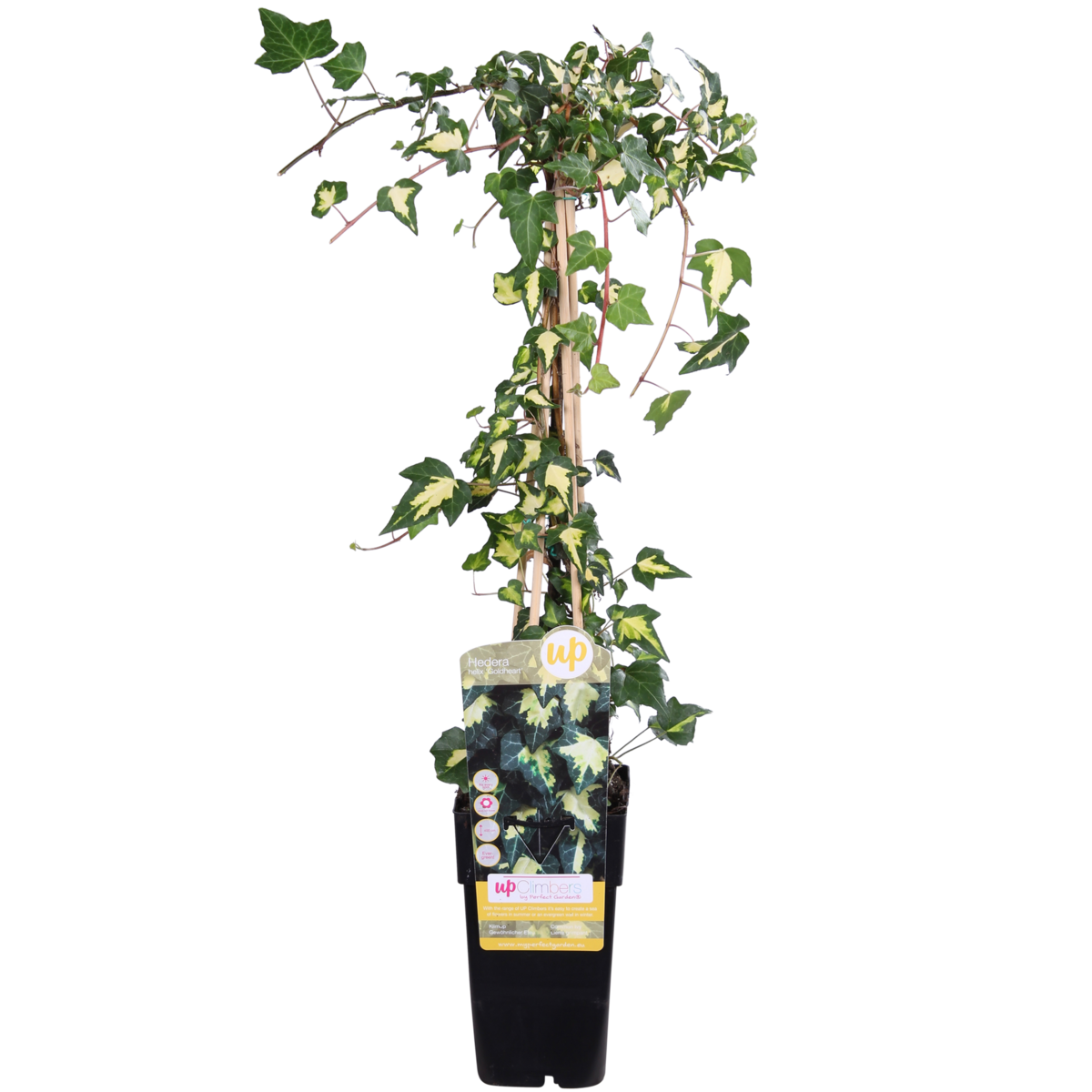 Hedera helix 'Goldheart' - ↕65cm - Ø15