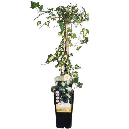Hedera helix 'Goldheart' - ↕65cm - Ø15