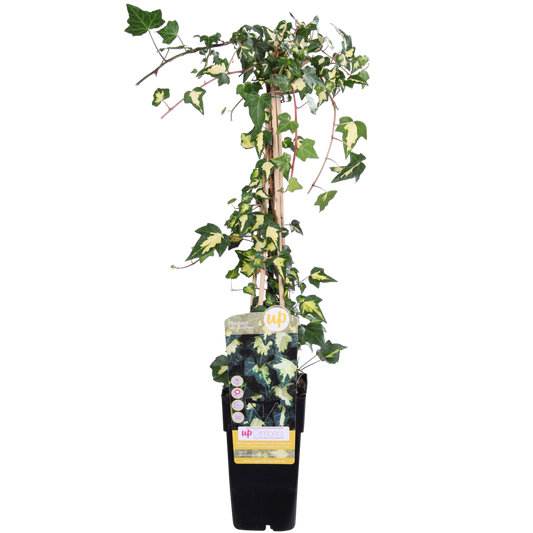 Hedera helix 'Goldheart' - ↕65cm - Ø15
