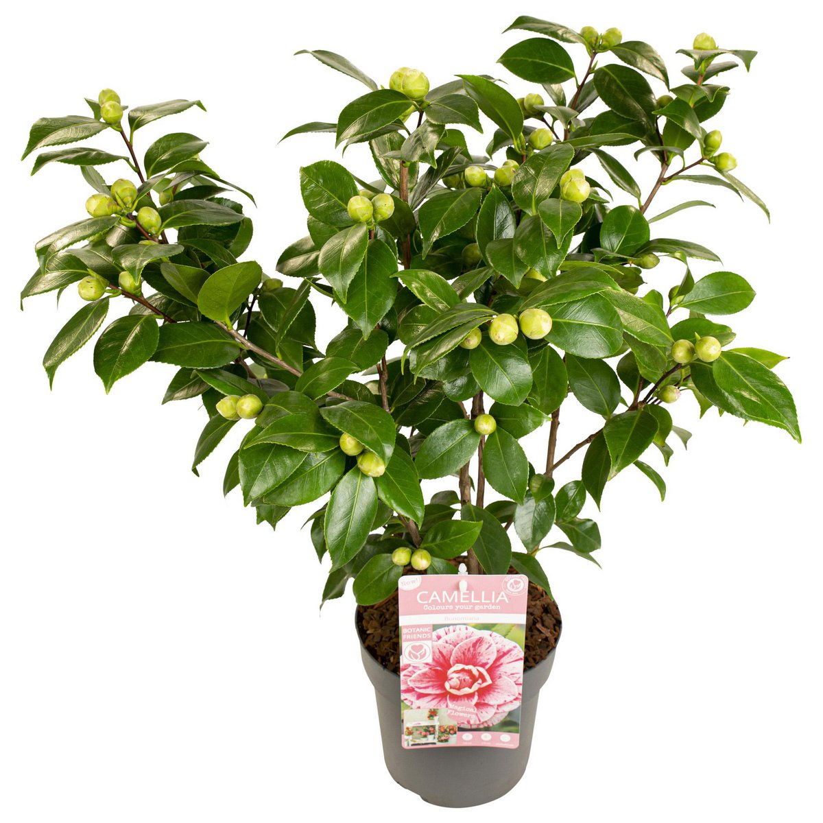 Camellia Japonica Bonomiana - Ø19 - ↨65cm
