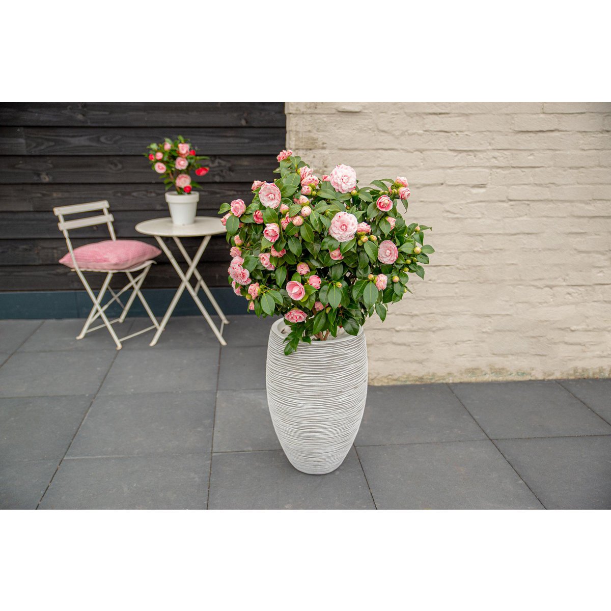 Camellia Japonica Bonomiana - Ø19 - ↨65cm