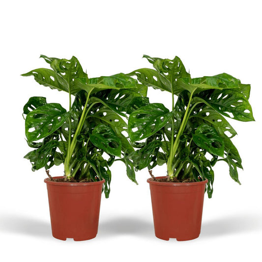 Monstera Monkey Leaf - Hole plant - 2 pieces - ø12m - ↕30cm