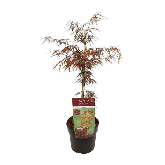 Acer palm. 'Garnet' - ↕40cm - Ø19cm