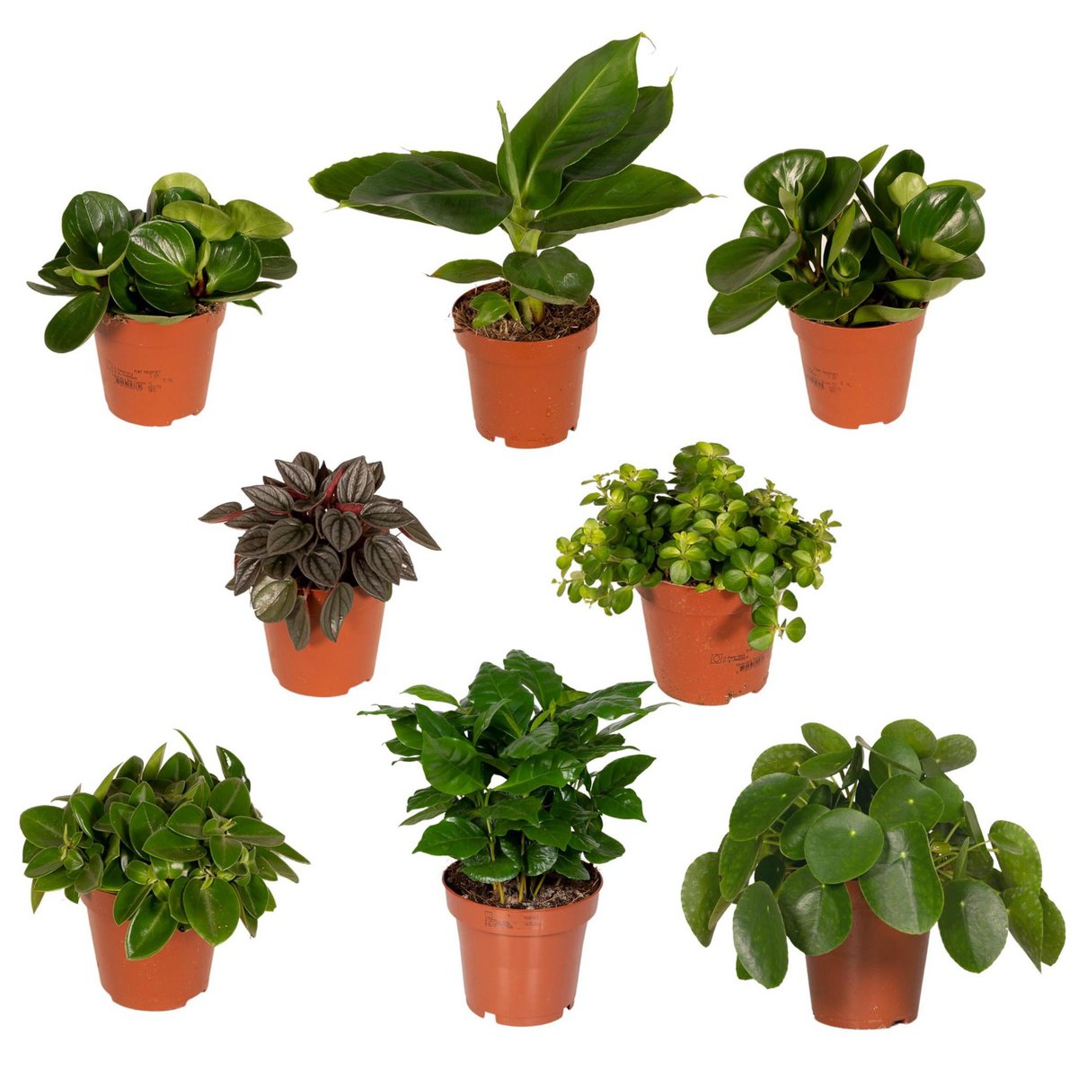 Surprise box - 8 various houseplants - ø12cm - ↕10-25 cm