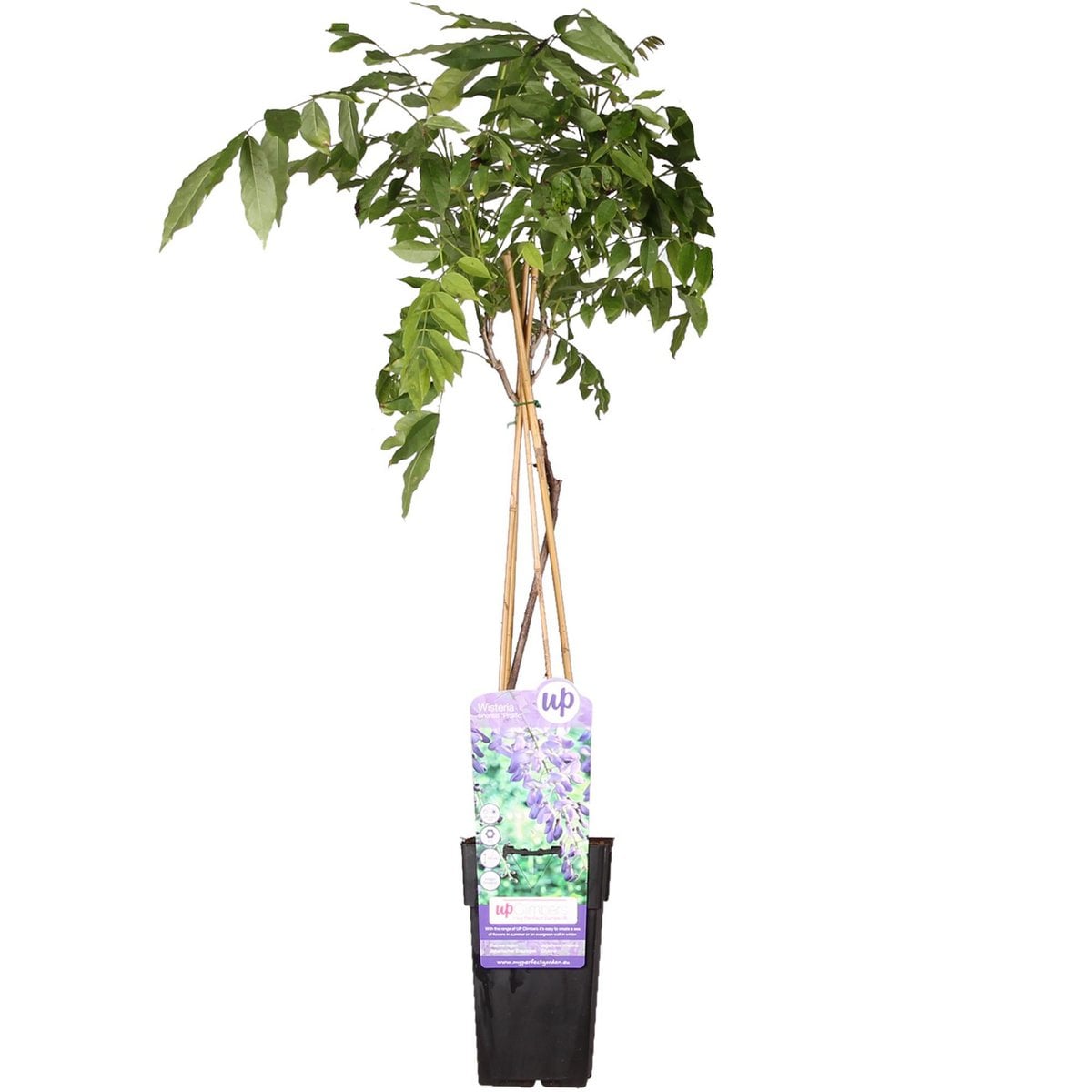 Wisteria sinensis 'prolific' - blue rain - Ø15cm - ↕65cm