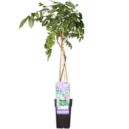 Wisteria sinensis 'prolific' - blue rain - Ø15cm - ↕65cm