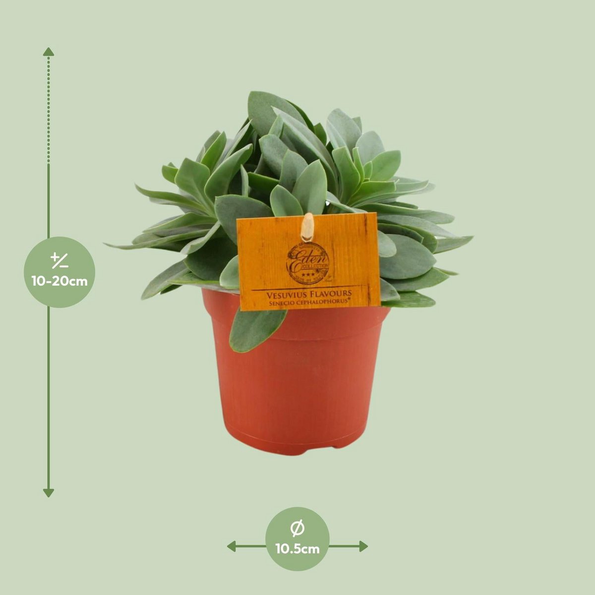 Senecio Cephalophorus - Ø10,5cm - ↕15cm