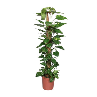 Epipremnum Pinnatum Mosstok 120cm Scindapsus - Ø24cm - ↕120cm