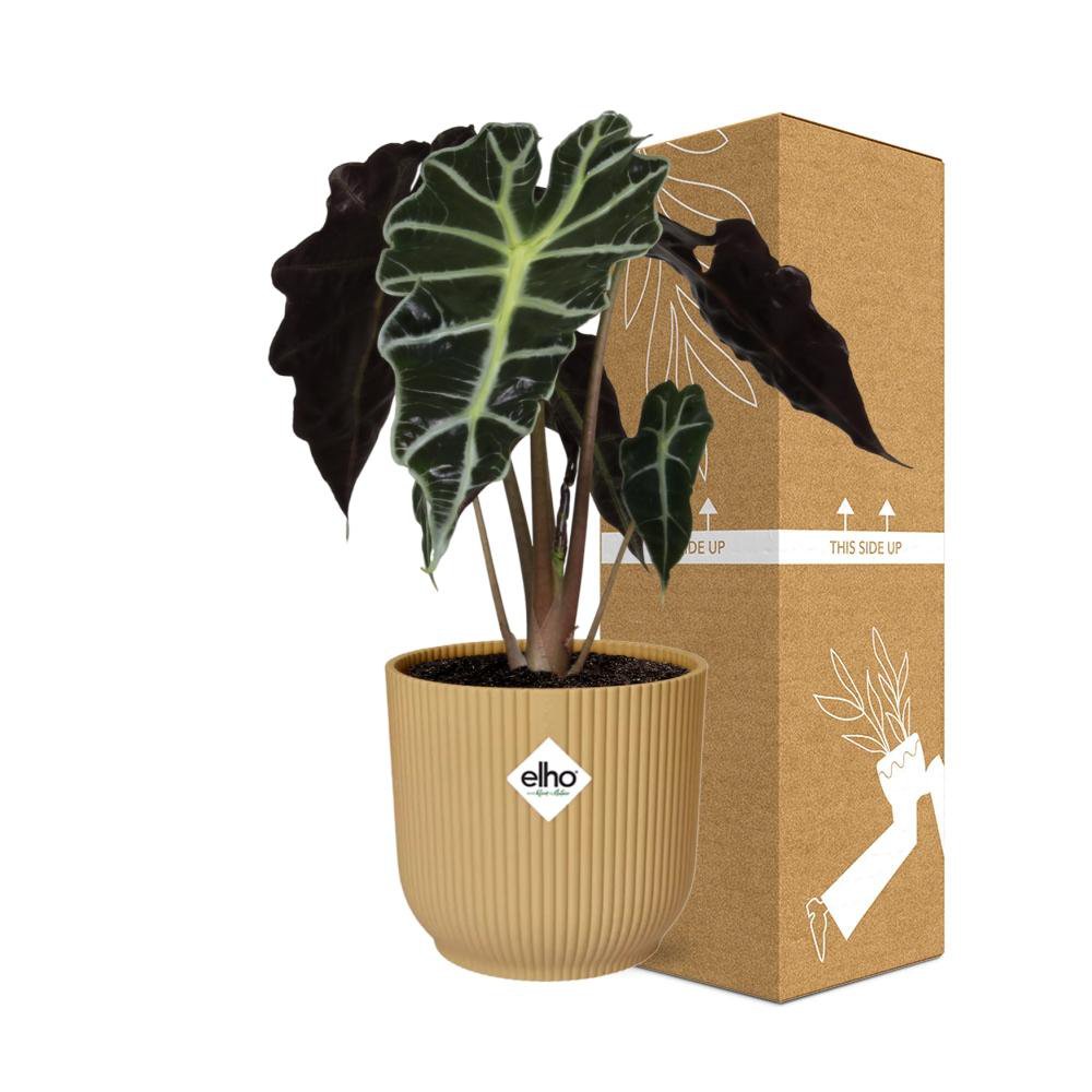 Alocasia ‘Polly’ in ELHO Vibes Fold 14cm geel