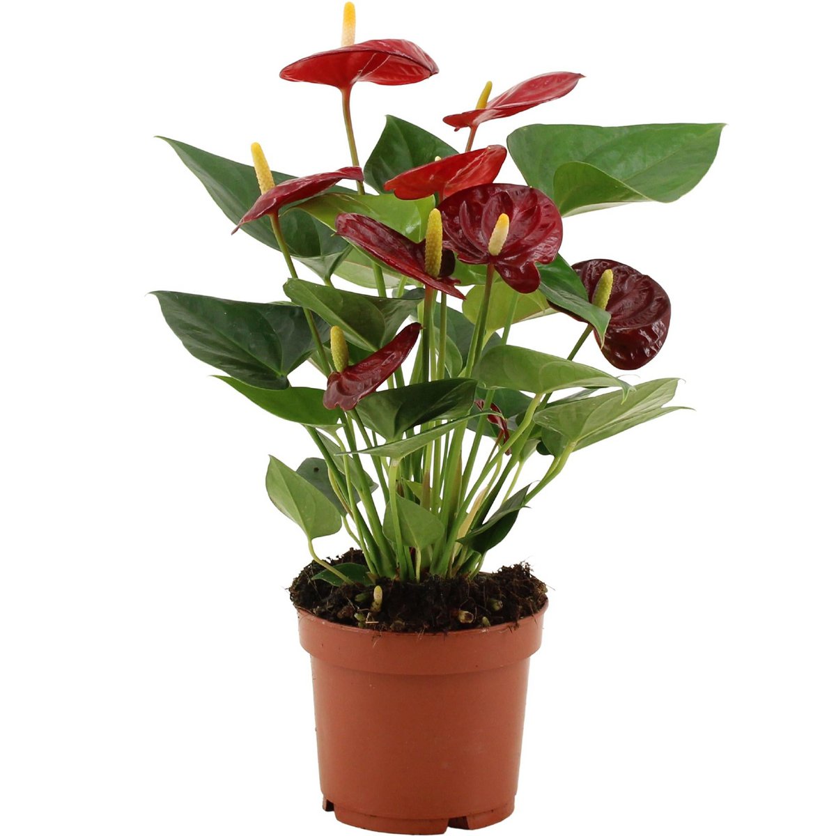 Anthurium Calon In Transparant Sleeve - Ø12cm - ↕36cm